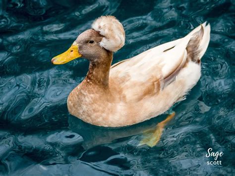 13 Things To Feed Ducks Spoiler Alert Never Bread