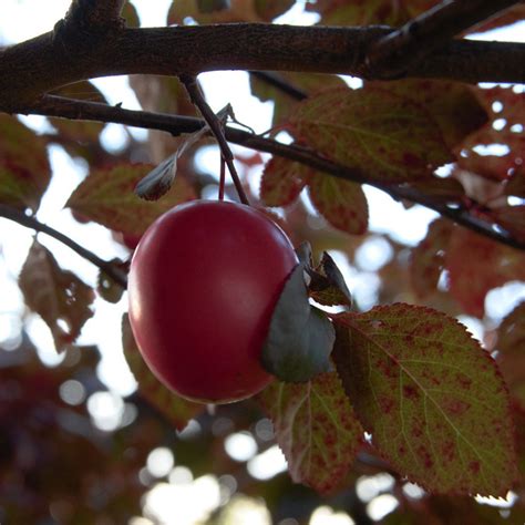 Corcodus Rosu Prunus Cerasifera Nigra