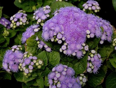 Ageratum Houstonianum Aloha Blue Floss Flower From George Didden