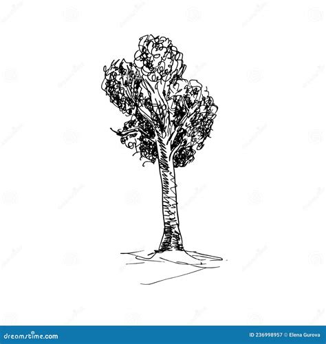 Deciduous Tree Sketch For Landscape Design Vector Illustration Stock