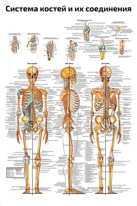 Плакат обучающий А2 ламинир Скелет человека и система костей
