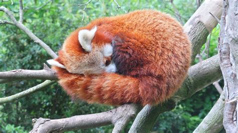 Sleeping Red Pandas