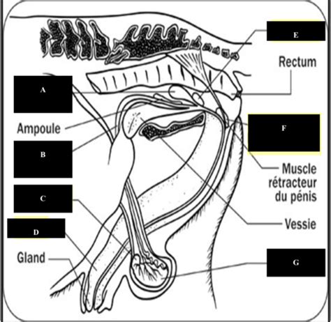 Système reproducteur mâle Flashcards Quizlet