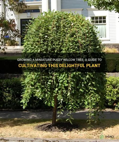 Growing A Miniature Pussy Willow Tree A Guide To Cultivating This Delightful Plant Shuncy