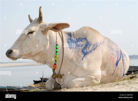 Decorated Cow India Hi Res Stock Photography And Images Alamy