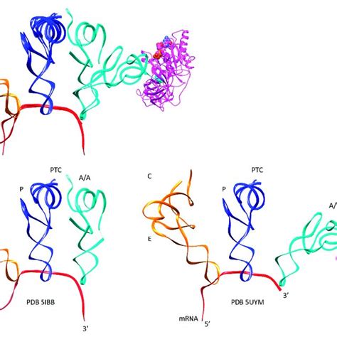 (PDF) Ribosome Structure, Function, and Early Evolution