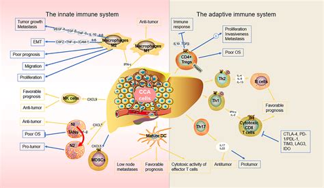 Frontiers Immune Microenvironment Of Cholangiocarcinoma Biological