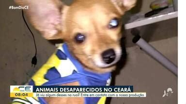 Bom Dia Cear Donos De Animais Desaparecidos Pedem Ajuda Para