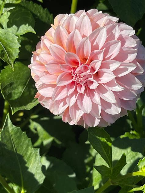 Peaches N Cream Dahlia Tuber