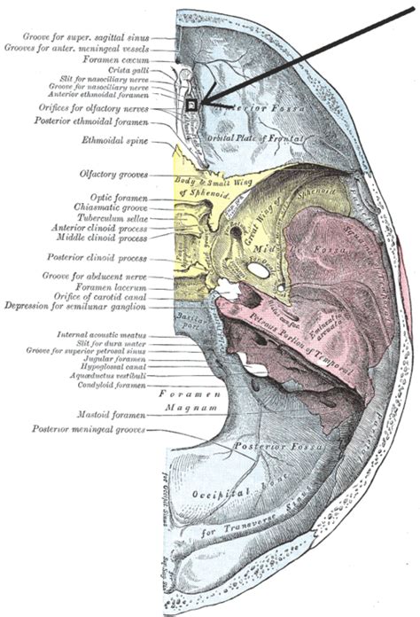 Anterior Ethmoidal Foramen Wiki Everipedia