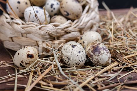 Quail Eggs Stock Photo | Royalty-Free | FreeImages