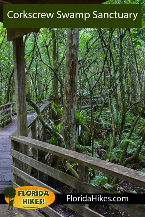 Corkscrew Swamp Sanctuary | hiking birding photography – Florida Hikes