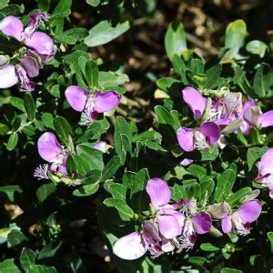 Polygala myrtifolia - Wildflower Nursery