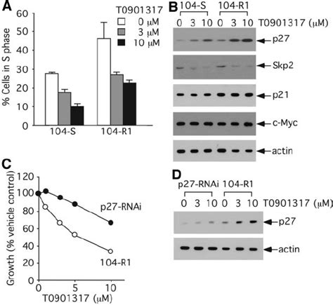 Effect Of Liver X Receptor Agonist T0901317 On Cell Cycle And The