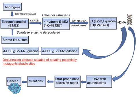 Schematic Representation Of Major Metabolic Pathways Involved In Breast