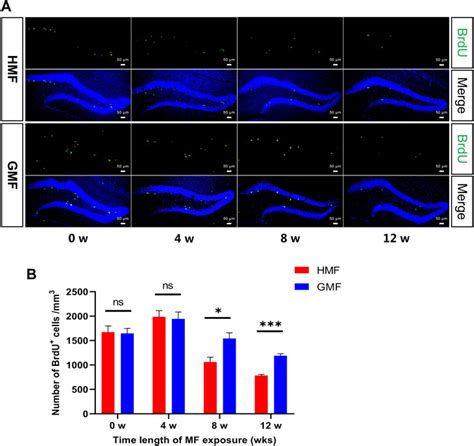 Frontiers Effects Of Hypomagnetic Field On Adult Hippocampal