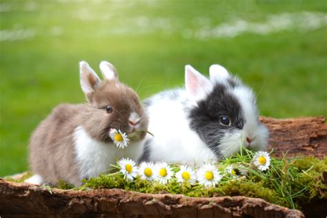 Voici Des Races De Lapins Nains Les Plus Rares Et Adorables Pour Les