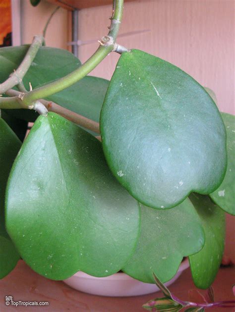Hoya kerrii, Wax Hearts, Sweetheart Hoya, Valentine Hoya, Heart leaf ...