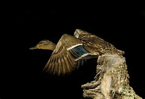 Mallard Duck In Flight - Cool Wildlife