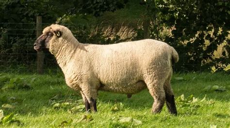 Shropshire Sheep Breed Information History And Facts Sheepcaretaker