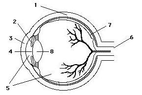 Ap Psychology The Eye Diagram Quizlet