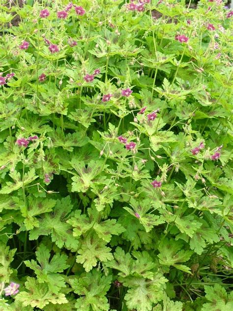 Geranium Phaeum Andclaudine Dupontand Munich Cranesbill Andclaudine Dupont