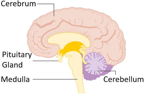 Pituitary Gland Key Stage Wiki