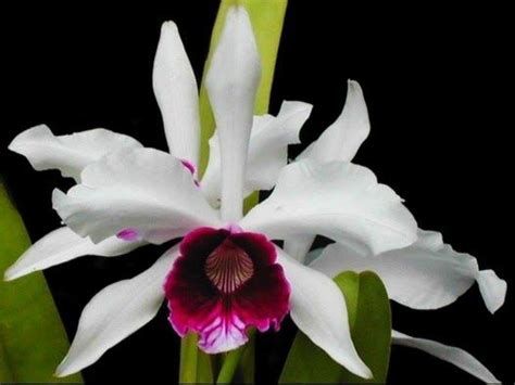 La Orquídea más concretamente la variedad denominada Cattleya Trianae