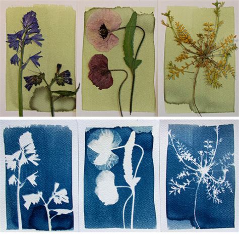 Cyanotype Kit DIY Kit Om Zelf Blauwdruk Prints Te Maken Botanopia