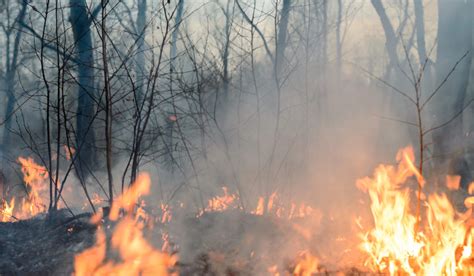 En San Ignacio Incendios Afectaron 300 Hectáreas De Bosques De áreas De