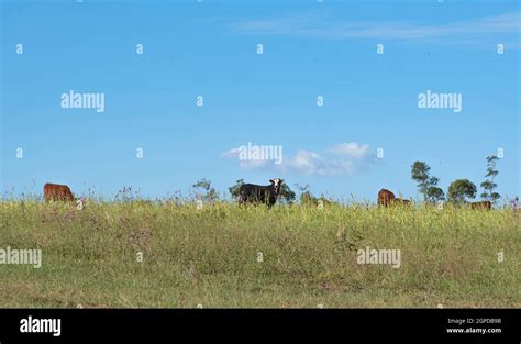 Ganadería en los campos del bioma pampeano en el sur de Brasil Área de