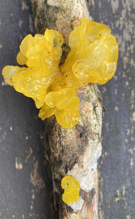 Interesting Fungi - Which Mobility Car Forum