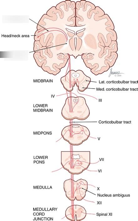 Corticobulbar Tract