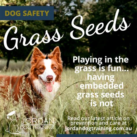 Grass Seeds In Dogs Paws Jordan Dog Training