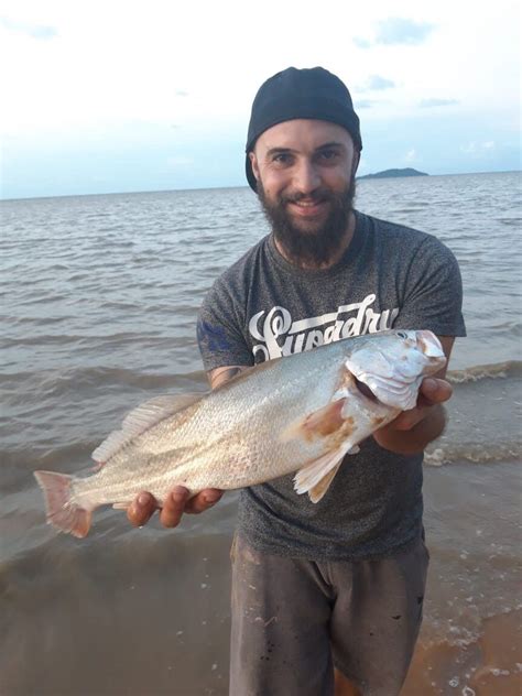 Last South American Silver Croaker Caught Plagioscion Squamosissimus