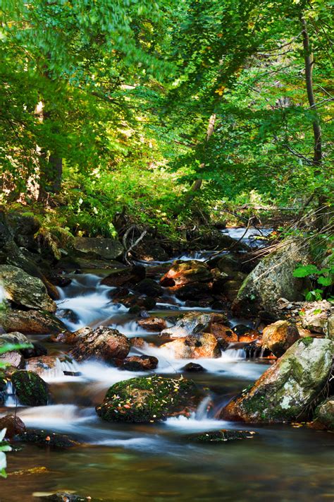 Small Stream Free Stock Photo Public Domain Pictures