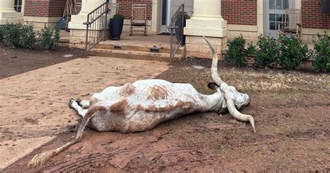 Oklahoma State Fraternity Finds Dead Longhorn In Yard