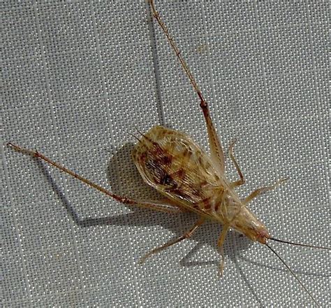 Oecanthus Californicus Oecanthus Californicus Bugguidenet