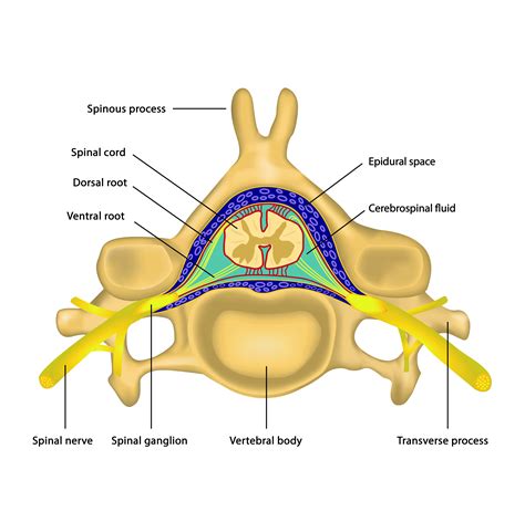 Ventral Epidural Space