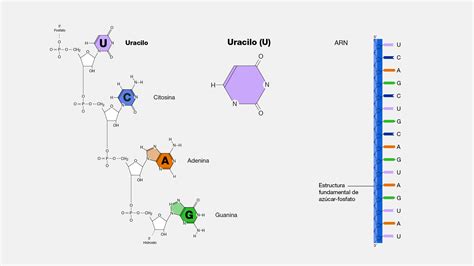 Adenina Y Uracilo