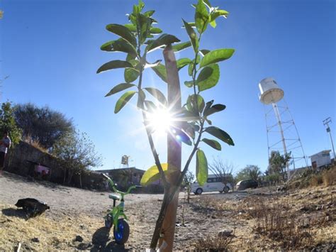 Plantar N Mil Rboles En La Ciudad De Irapuato