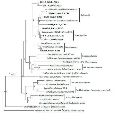 Figure S Bayesian Phylogenetic Tree Based On An Alignment