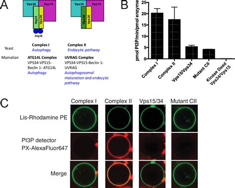 Figure From Regulation Of Dynamin Mediated Membrane Fission By The