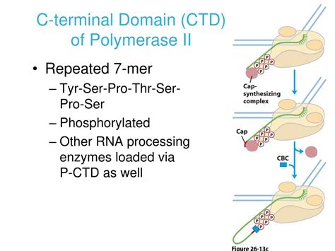 Ppt Chapter 26 Rna Metabolism Powerpoint Presentation Id516559