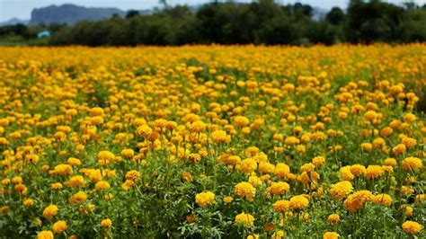 Premium Photo Beautiful Marigold Flowers