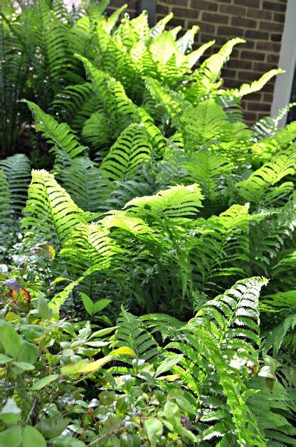 I Love My Perennial Ferns Garden Spheres Perennials Annual Plants