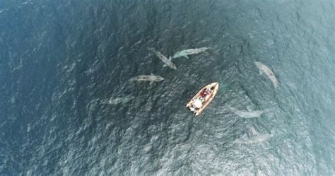 Terrifying Drone Footage Shows School Of Basking Sharks Circling