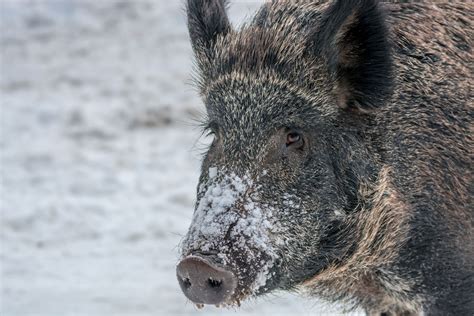 Erratic population of wild 'super pigs' threatens to invade US: '[The] most invasive animal on ...