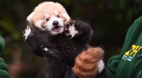 Raro Cachorro De Panda Rojo Que Dio Esperanza Al Esfuerzo De Especies