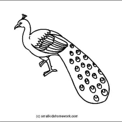 Peacock Outline Drawing At Getdrawings Free Download